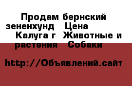  Продам бернский зененхунд › Цена ­ 30 000 - , Калуга г. Животные и растения » Собаки   